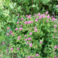 Click for 2 image(s) for this accession. Image