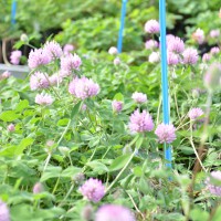 Click for 4 image(s) for this accession. Image