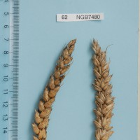 Click for 1 image(s) for this accession. Image