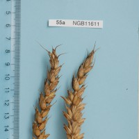 Click for 5 image(s) for this accession. Image