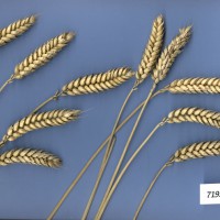 Click for 2 image(s) for this accession. Image