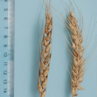 Click for 5 image(s) for this accession. Image