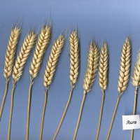 Click for 2 image(s) for this accession. Image