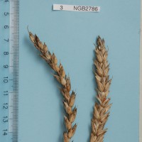 Click for 2 image(s) for this accession. Image