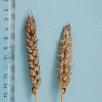 Click for 2 image(s) for this accession. Image