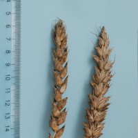 Click for 2 image(s) for this accession. Image