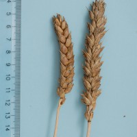 Click for 2 image(s) for this accession. Image