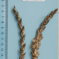 Click for 1 image(s) for this accession. Image