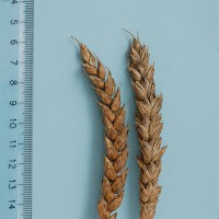 Click for 2 image(s) for this accession. Image