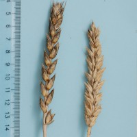 Click for 3 image(s) for this accession. Image