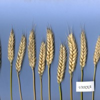 Click for 2 image(s) for this accession. Image