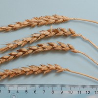 Click for 4 image(s) for this accession. Image