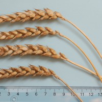 Click for 4 image(s) for this accession. Image