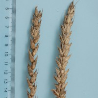 Click for 1 image(s) for this accession. Image