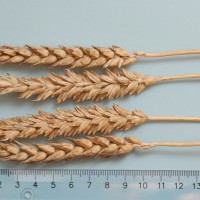 Click for 2 image(s) for this accession. Image