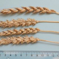 Click for 2 image(s) for this accession. Image