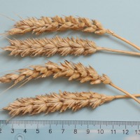 Click for 2 image(s) for this accession. Image