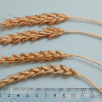 Click for 2 image(s) for this accession. Image