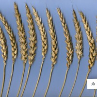 Click for 5 image(s) for this accession. Image