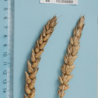 Click for 1 image(s) for this accession. Image