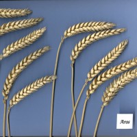 Click for 3 image(s) for this accession. Image