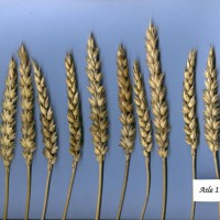 Click for 5 image(s) for this accession. Image