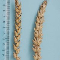 Click for 3 image(s) for this accession. Image