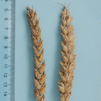 Click for 1 image(s) for this accession. Image