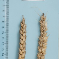 Click for 1 image(s) for this accession. Image