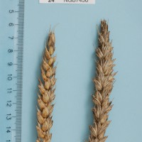 Click for 1 image(s) for this accession. Image