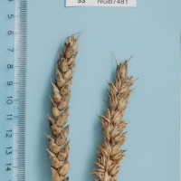 Click for 1 image(s) for this accession. Image