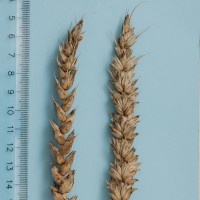 Click for 1 image(s) for this accession. Image