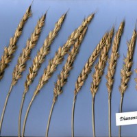 Click for 3 image(s) for this accession. Image