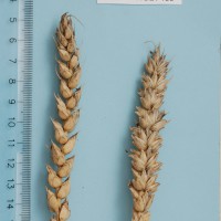 Click for 2 image(s) for this accession. Image