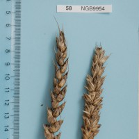 Click for 1 image(s) for this accession. Image