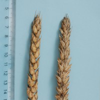 Click for 1 image(s) for this accession. Image