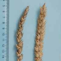 Click for 1 image(s) for this accession. Image