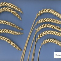 Click for 2 image(s) for this accession. Image