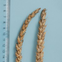 Click for 1 image(s) for this accession. Image