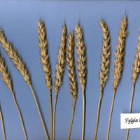 Click for 2 image(s) for this accession. Image