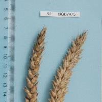 Click for 1 image(s) for this accession. Image