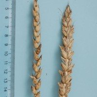 Click for 1 image(s) for this accession. Image