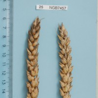 Click for 1 image(s) for this accession. Image