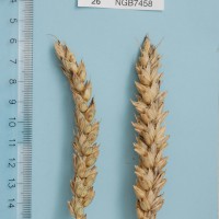 Click for 6 image(s) for this accession. Image