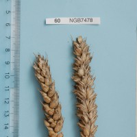 Click for 1 image(s) for this accession. Image