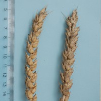 Click for 2 image(s) for this accession. Image