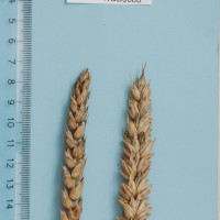 Click for 1 image(s) for this accession. Image