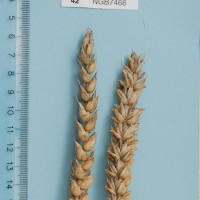 Click for 1 image(s) for this accession. Image