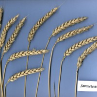 Click for 2 image(s) for this accession. Image