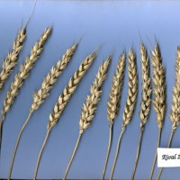 Click for 2 image(s) for this accession. Image